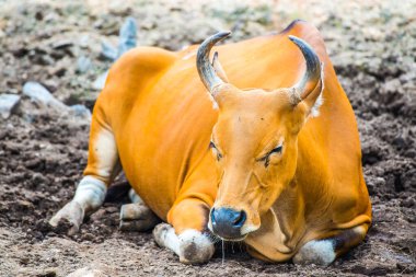 Tayland, Tayland 'da Banteng.