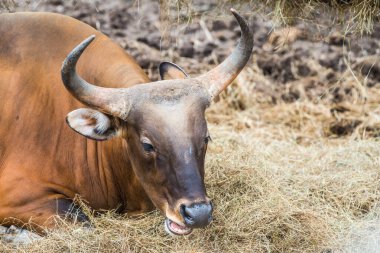 Tayland, Tayland 'da Banteng.