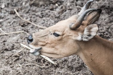 Tayland, Tayland 'da Banteng.