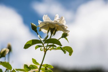 Beyaz gökyüzü arka planlı beyaz gül, Tayland.