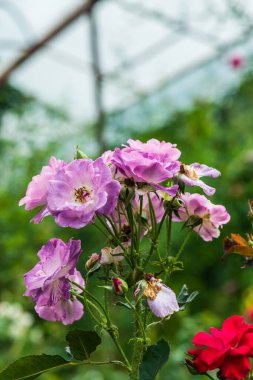 Violet doğal arka planda, Tayland 'da doğdu..