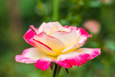 Pembe gül ve doğal arka plan, Tayland.