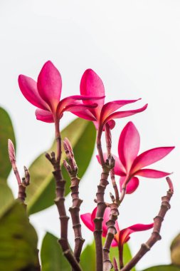 Tayland 'da, ağaçta Plumeria çiçeği.