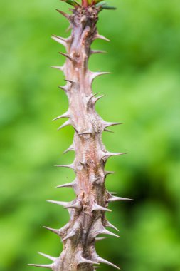 Euphorbia Milii, Tayland Dikeni.