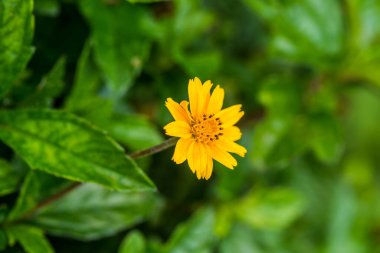 Doğadaki küçük sarı çiçek, Tayland.