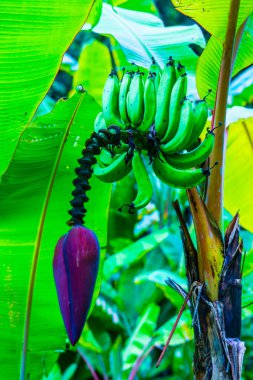 Pisang Ambon Muz Ağaç, Tayland.
