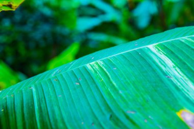 Muz yaprağı doğada, Tayland.