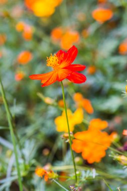 Sarı cosmos Çiçek bahçesinde, Tayland.