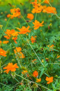 Sarı cosmos Çiçek bahçesinde, Tayland.