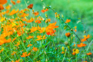 Sarı cosmos Çiçek bahçesinde, Tayland.