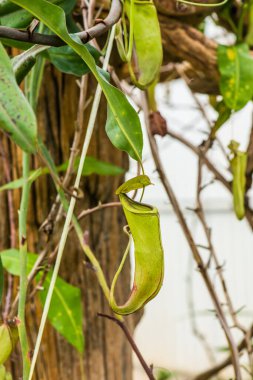 Ağaç, Tayland 'da Atıcı Bitkisi veya Maymun Kupası.