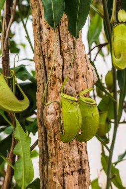 Ağaç, Tayland 'da Atıcı Bitkisi veya Maymun Kupası.