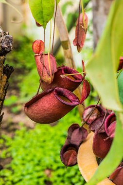 Ağaç, Tayland 'da Atıcı Bitkisi veya Maymun Kupası.