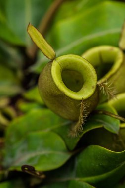 Ağaç, Tayland 'da Atıcı Bitkisi veya Maymun Kupası.