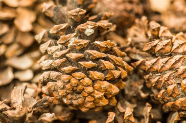 Bitki için çam kozalakları, Tayland.