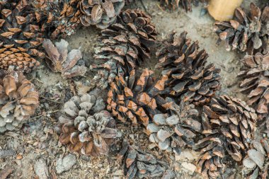 Bitki için çam kozalakları, Tayland.