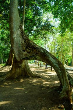 Amazing Sompong tree in Doi Phu Nang national park, Thailand.