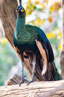 Peacock in the nature, Thailand.