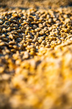 Background of coffee bean, Thailand.