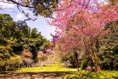 Beautiful Wild Himalayan Cherry Trees in Khun Changkhian Highland Agricultural Research and Training Station, Thailand.