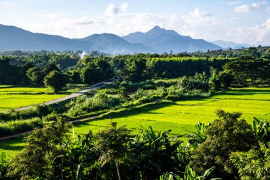 Tayland 'ın Lampang bölgesindeki Muang Pan bölgesinde pirinç tarlası.