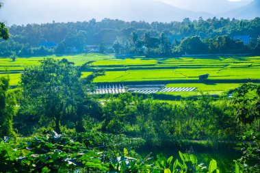 Tayland 'ın Lampang bölgesindeki Muang Pan bölgesinde pirinç tarlası.