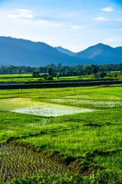 Tayland 'ın Lampang bölgesindeki Muang Pan bölgesinde pirinç tarlası.