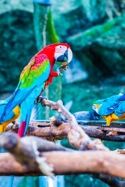 Tayland Tayland Kırmızı Papağan — Stok fotoğraf