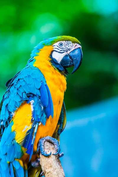 Blue Hrdlo Macaw Thajsku Thajsko — Stock fotografie