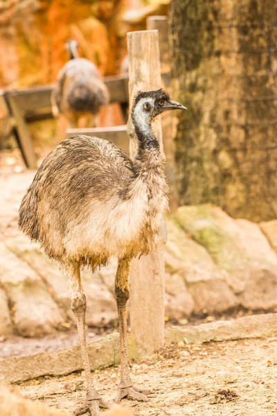 Emu Vogel Thai Thailand — Stockfoto