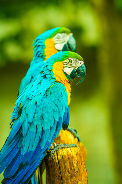 Blue throated macaw in Thai, Thailand.