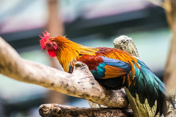 Aves Jungla Tailandia — Foto de Stock