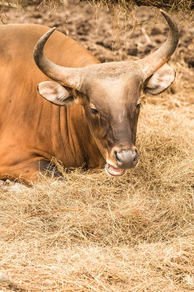 stock image Banteng in Thai, Thailand.