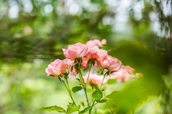 stock image Pink rose with natural background, Thailand.