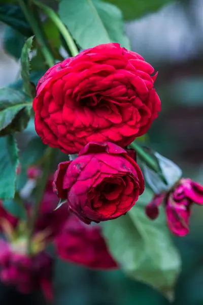 Rose Rouge Avec Fond Naturel Thaïlande — Photo