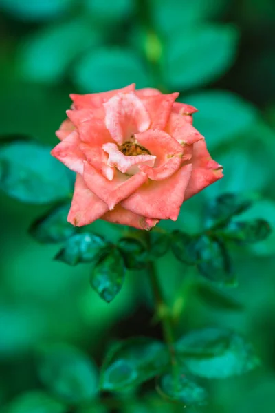 Красная Роза Естественным Фоном Таиланд — стоковое фото