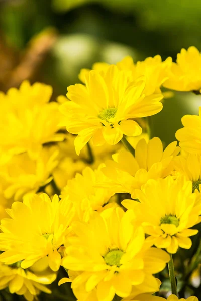 Цветение Желтого Цветка Таиланд — стоковое фото