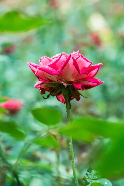 红玫瑰 有自然背景 — 图库照片