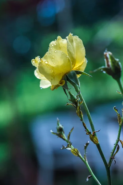 Yellow Rose White Background Thailand — Stock Photo, Image