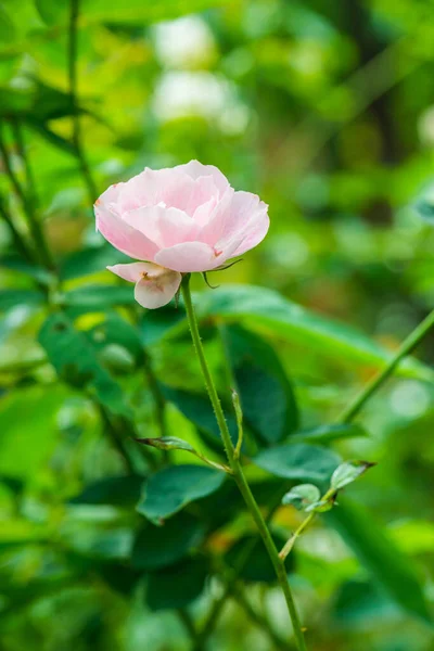 Růžová Růže Přírodním Pozadím Thajsko — Stock fotografie