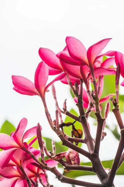 Plumeria Λουλούδι Στο Δέντρο Ταϊλάνδη — Φωτογραφία Αρχείου