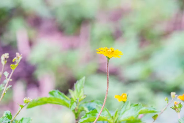 Pequeña Flor Amarilla Naturaleza Tailandia — Foto de Stock