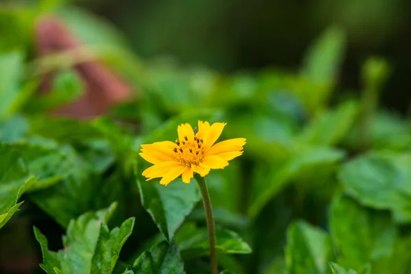 Piccolo Fiore Giallo Natura Thailandia — Foto Stock