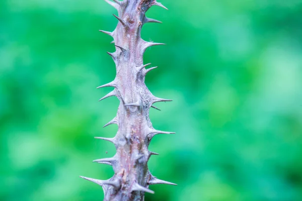Cierń Euphorbia Milii Tajlandia — Zdjęcie stockowe