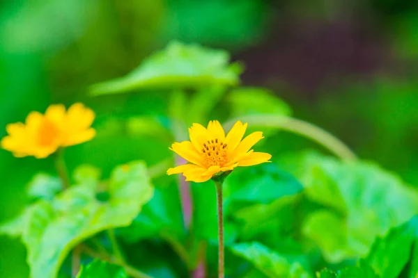 Mały Żółty Kwiat Przyrodzie Tajlandia — Zdjęcie stockowe