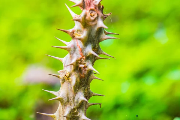 Euphorbia Milii Tayland Dikeni — Stok fotoğraf