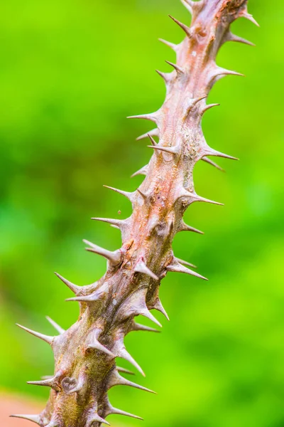 Αγκάθι Του Euphorbia Milii Ταϊλάνδη — Φωτογραφία Αρχείου