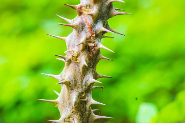 Doorn Van Euphorbia Milii Thailand — Stockfoto
