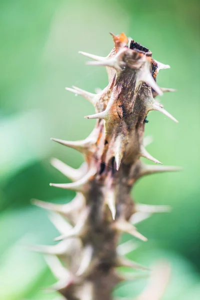 Thorn Euphorbia Milii Tailândia — Fotografia de Stock