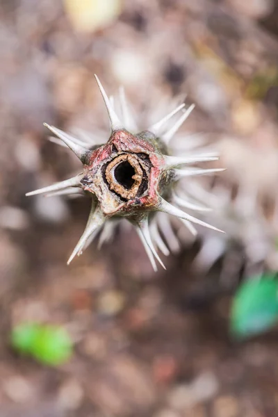 Thorn Euphorbia Milii Thaiföld — Stock Fotó